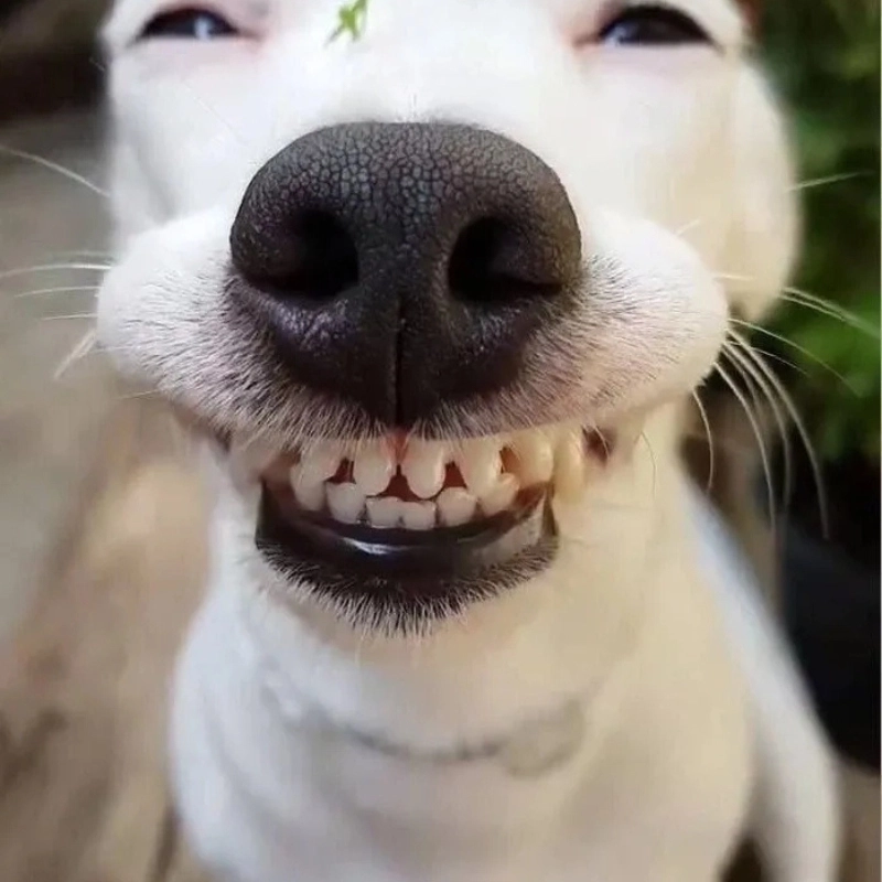101 biểu cảm meme 5