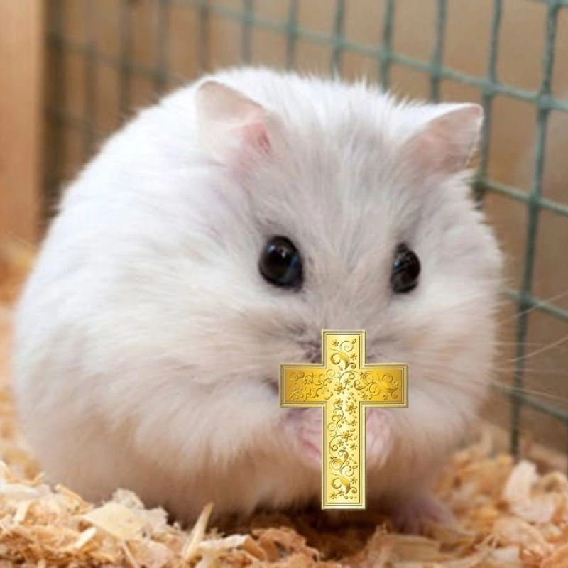 meme chuột 34