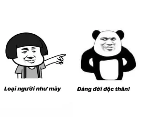 109+ Ảnh Meme Gấu Cực Hài Hước Khiến Bạn Cười Không Ngớt