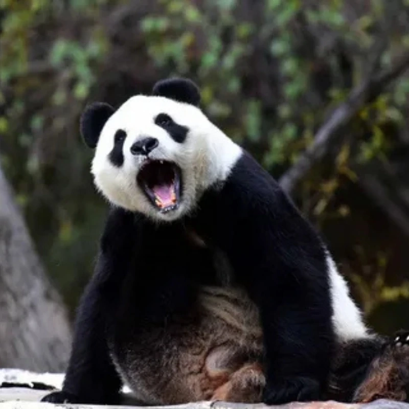 gấu trúc bựa 14