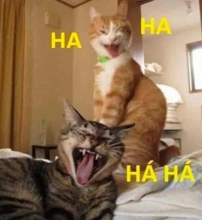 Ảnh meme haha 4