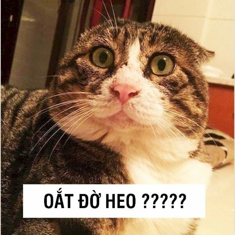 meme hài hước 8