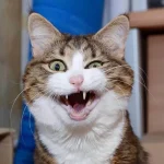129+ Ảnh Meme Mèo Cười Đốn Tim Dân Tình, Xem Là Muốn Nuôi Ngay!