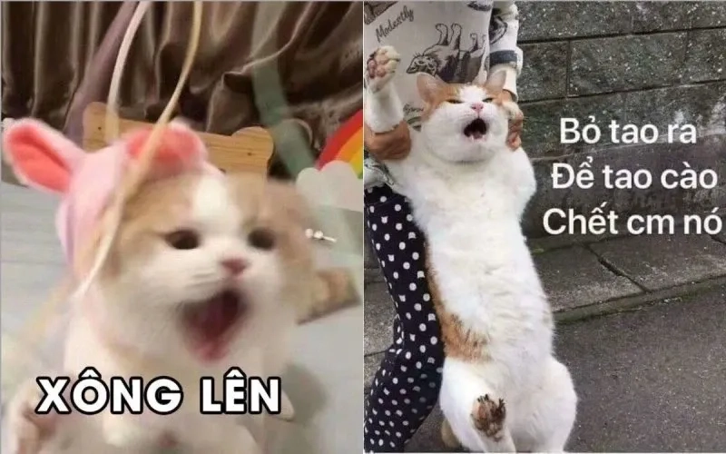 ảnh meme mèo cười 6