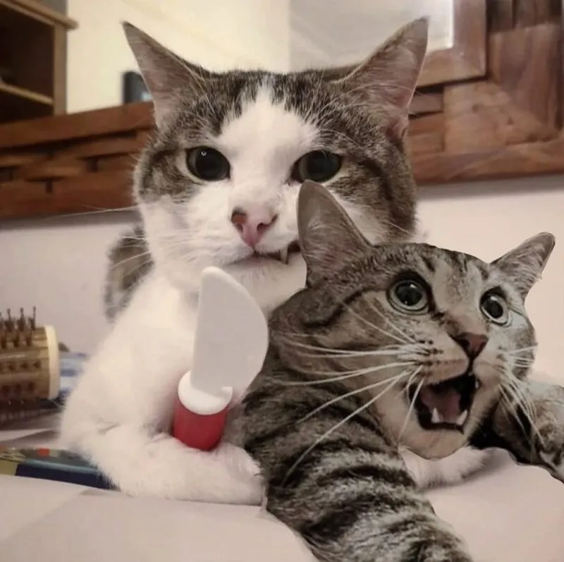 ảnh meme mèo cười 16