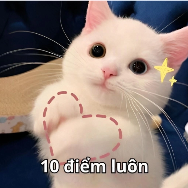 Meme mèo cute 3