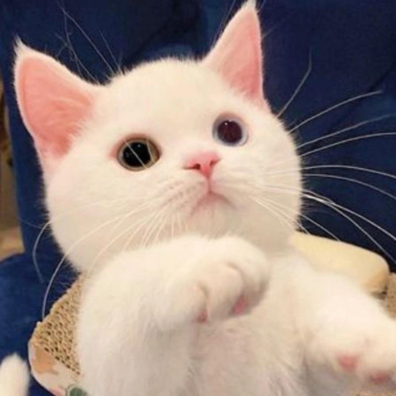 Meme mèo cute 8