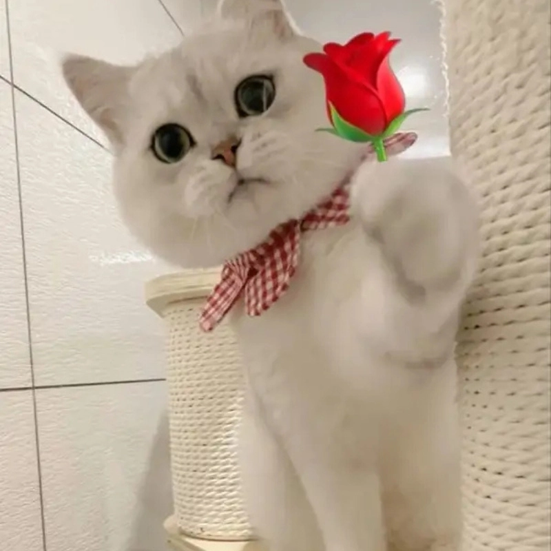 meme mèo tặng hoa 14