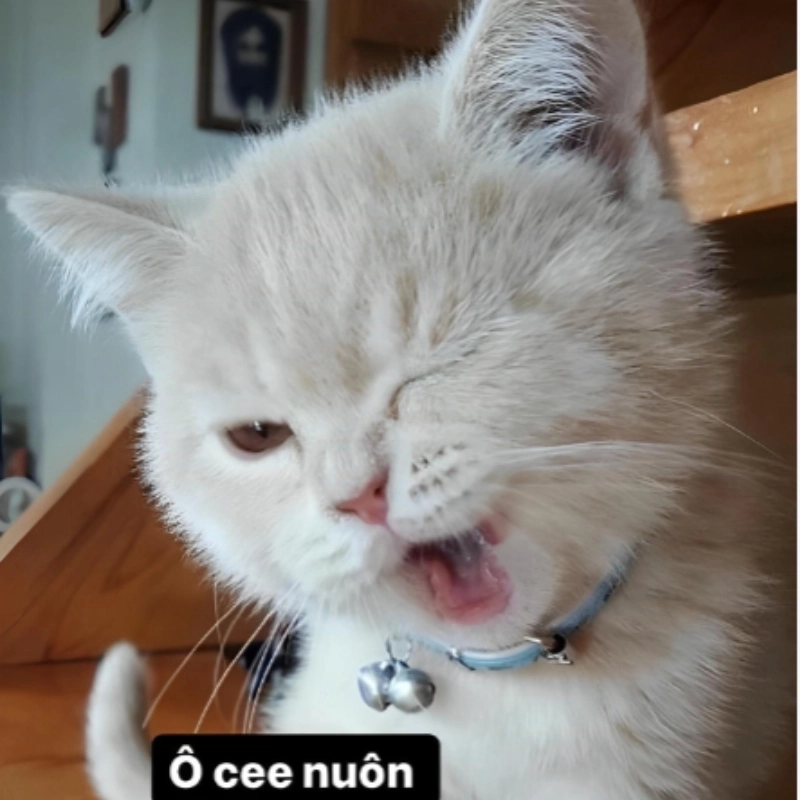 101 biểu cảm meme 46