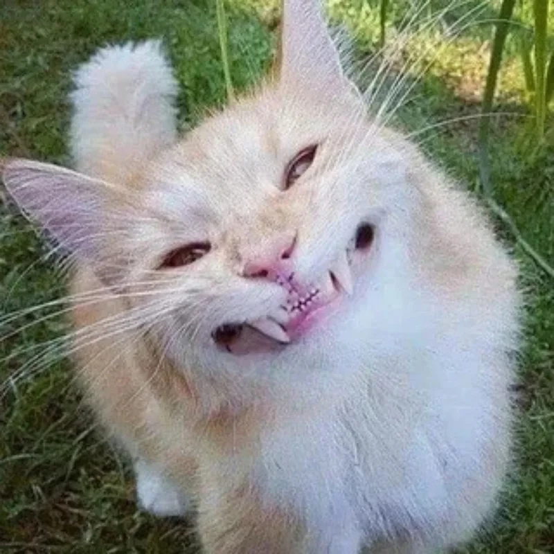 ảnh chế meme mèo bựa 30