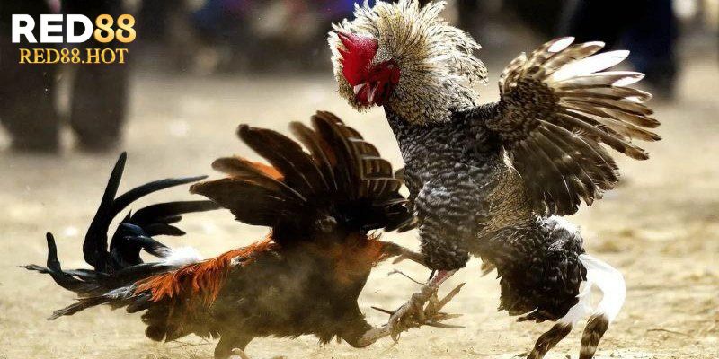 Đá gà RED88 có những sự kiện ưu đãi đặc biệt