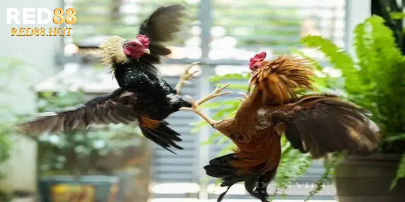 Người đăng ký và giao dịch gửi vốn lần đầu nhận ưu đãi lớn