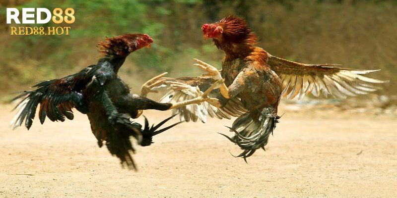 Hội viên cần vững về điều kiện yêu cầu