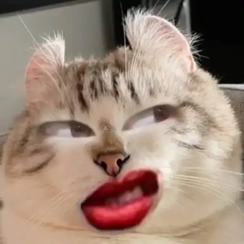 ảnh chế meme mèo bựa 41
