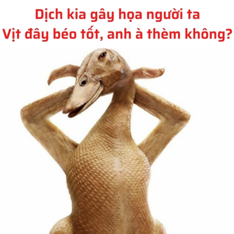 meme vịt 15