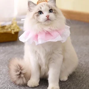 119+ Meme Mèo Cute Đốn Tim Dân Mạng: Tổng Hợp Hình Ảnh Độc Đáo