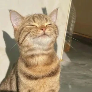 119+ Meme Ảnh Cute Siêu Hài Hước Cho Bạn Xả Stress Mỗi Ngày