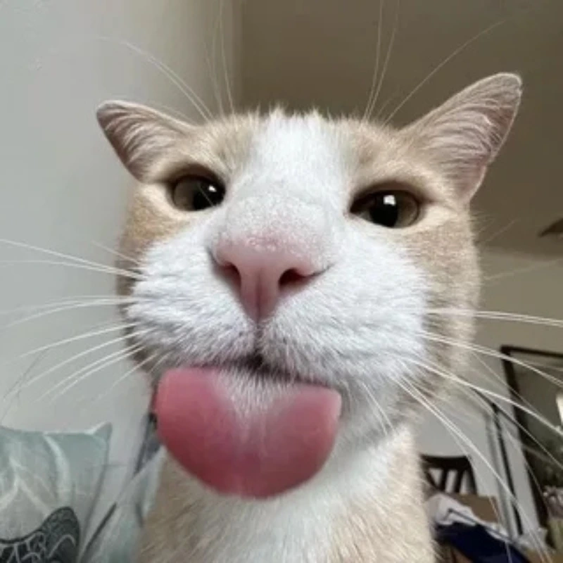 meme ảnh cute 36