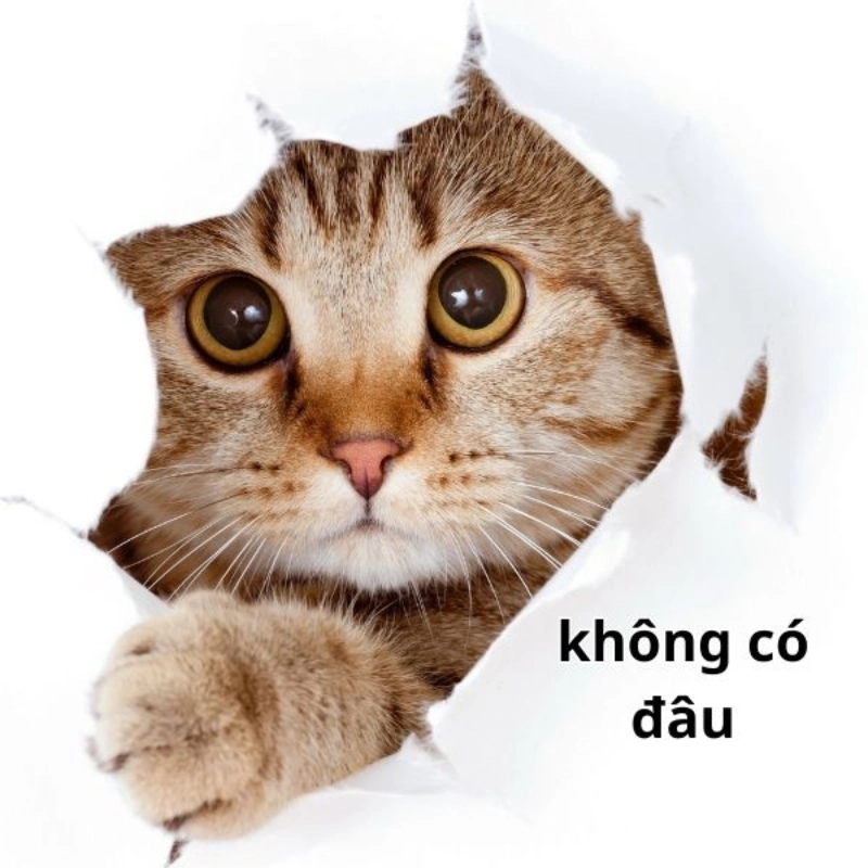 meme không 6