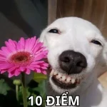 Hơn 100+ Ảnh Meme 10 Điểm Cực Chất Khiến Bạn Cười Không Ngớt