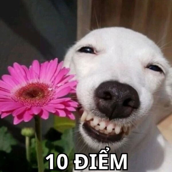 ảnh meme 10 điểm 1