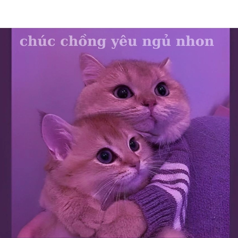 meme chúc ngủ ngon 16