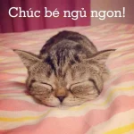 119+ Meme Chúc Ngủ Ngon Siêu Hài Hước, Đảm Bảo Bạn Cười Ra Nước Mắt!