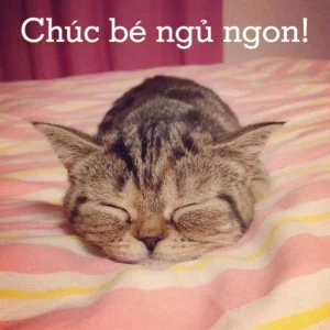 119+ Meme Chúc Ngủ Ngon Siêu Hài Hước, Đảm Bảo Bạn Cười Ra Nước Mắt!
