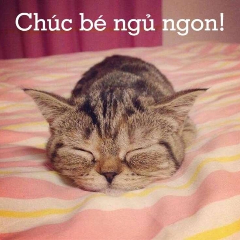 meme chúc ngủ ngon 1
