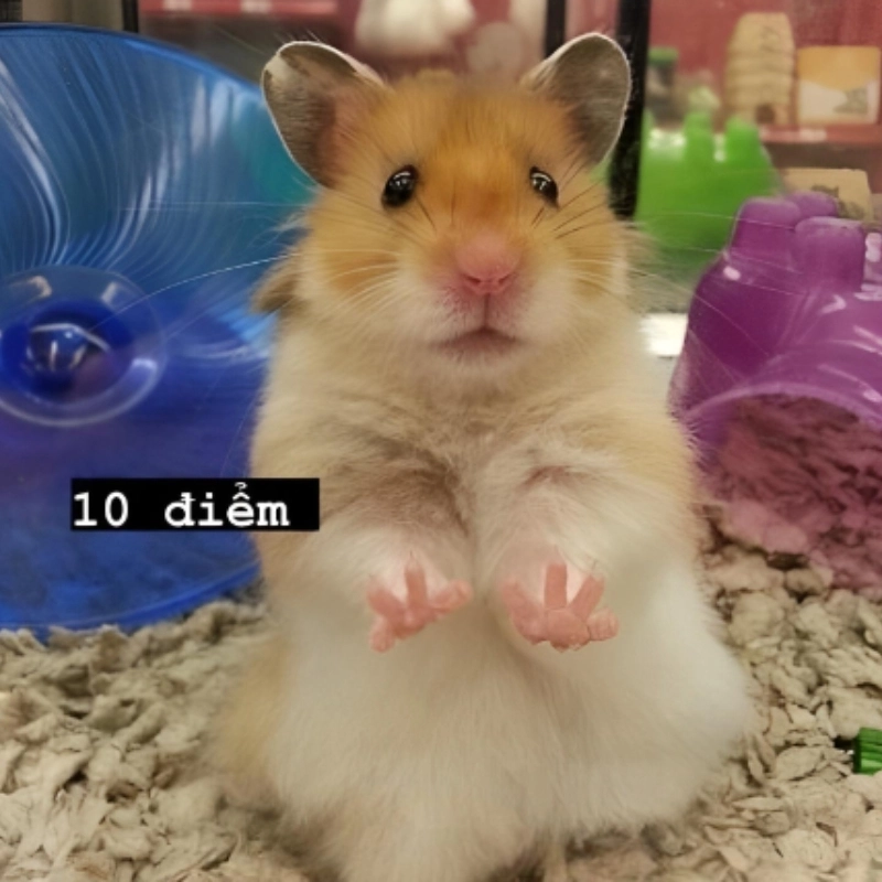 meme chuột 2