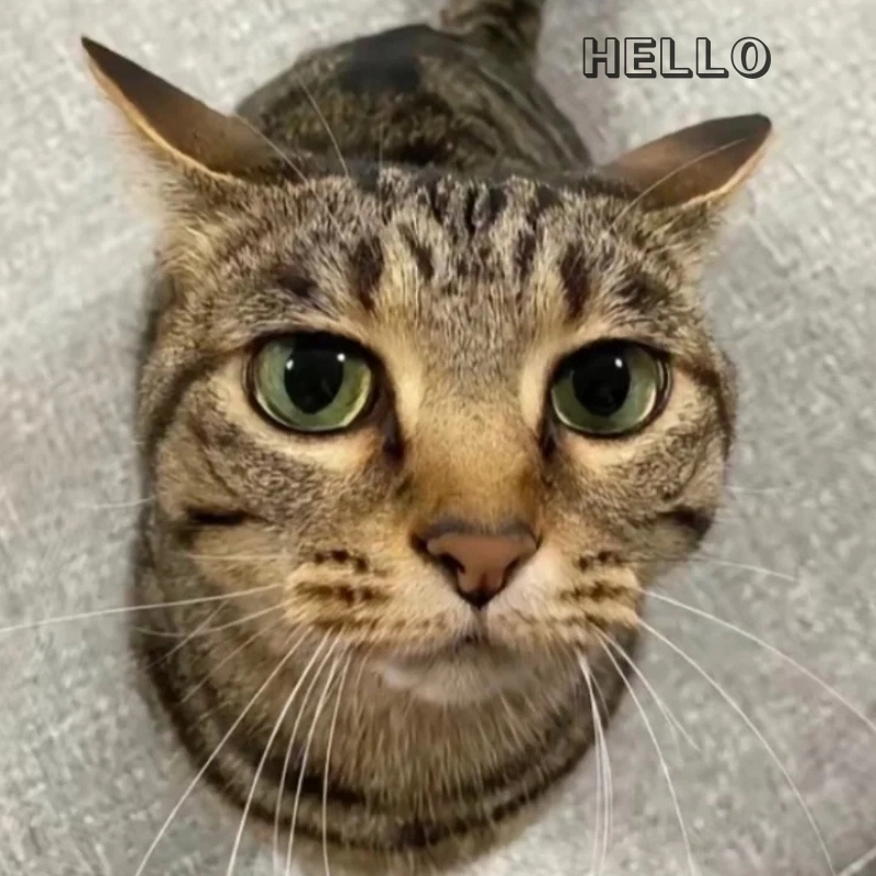 Meme Hello 16