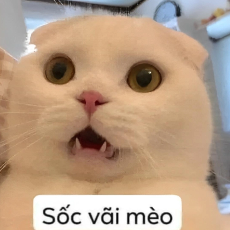 Meme hết tiền 22