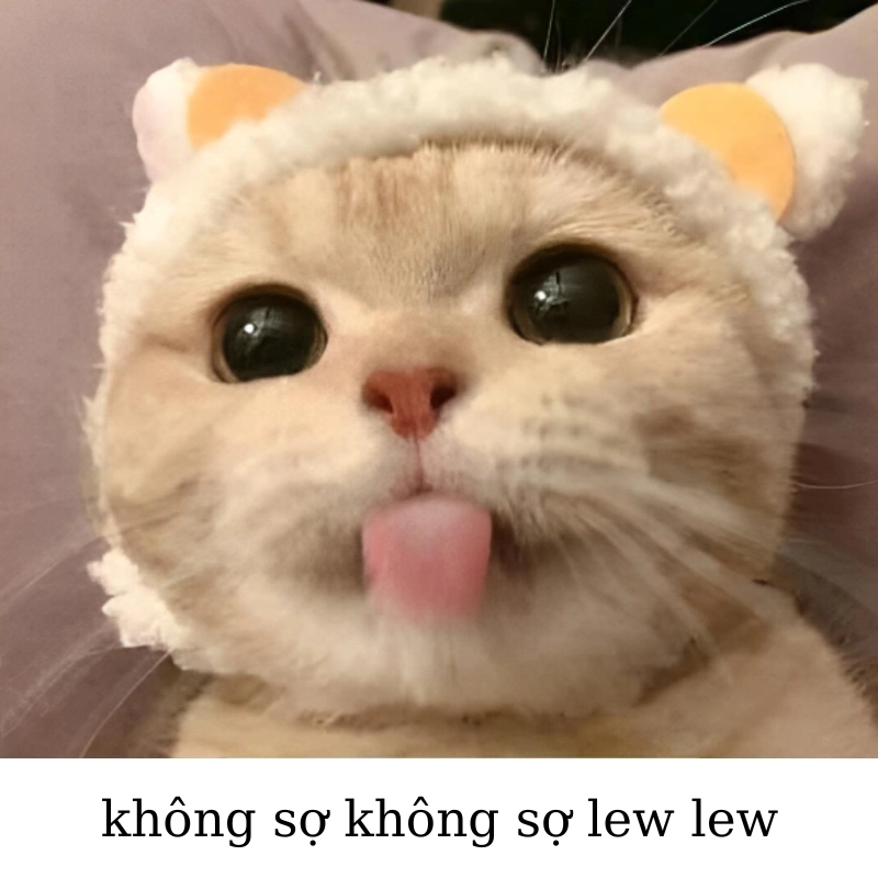 ảnh meme Không 19
