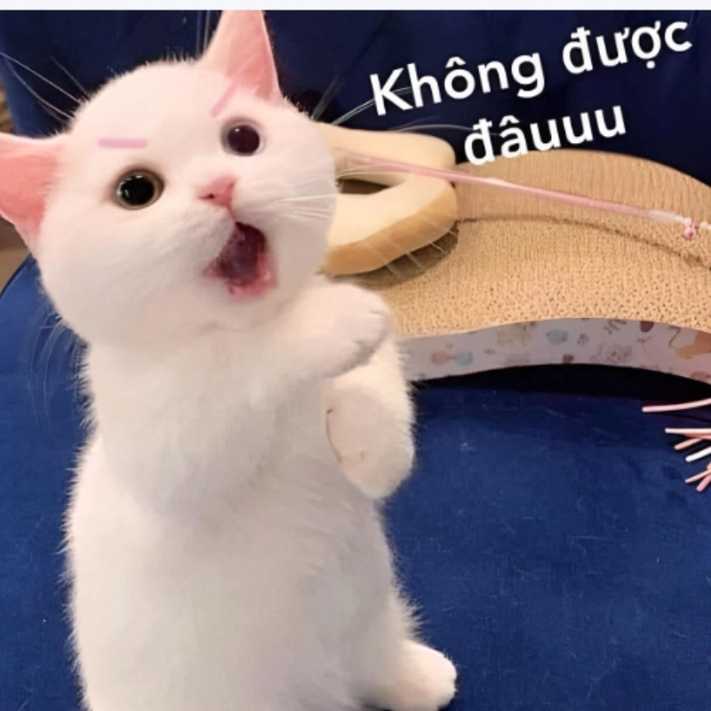 ảnh meme Không 26