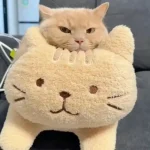119+ Ảnh Chế Meme Mèo Bựa Khiến Bạn Cười Không Ngớt