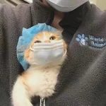 Top 119+ Meme Mèo Vô Tri Hài Hước Khiến Bạn Cười Ngất Ngưỡng