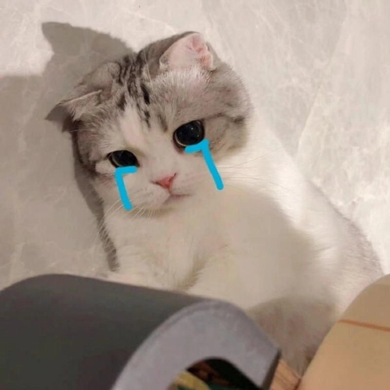 meme mèo cuti 4