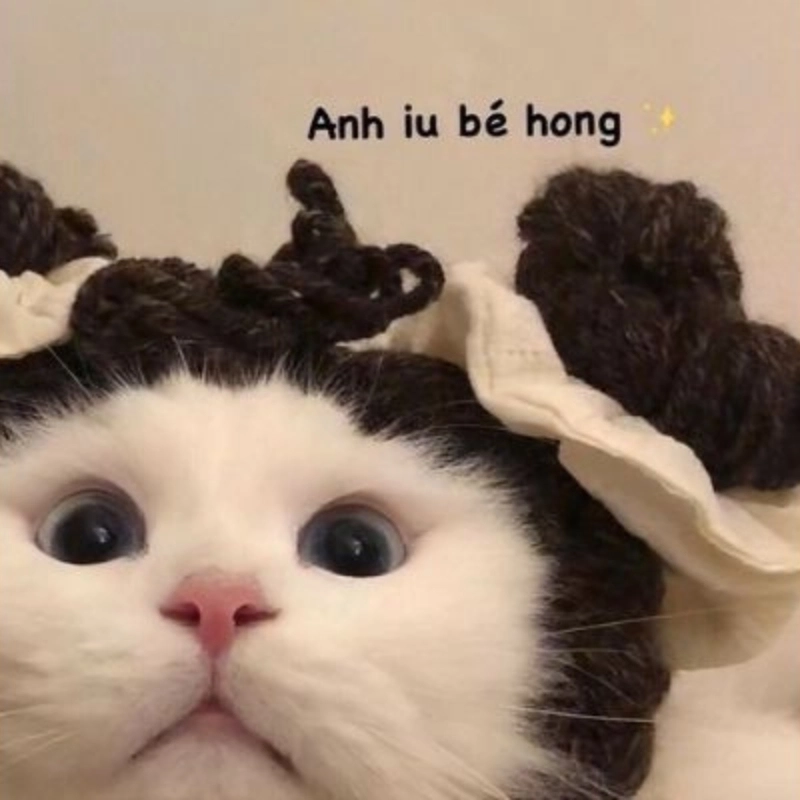 meme mèo cuti 6
