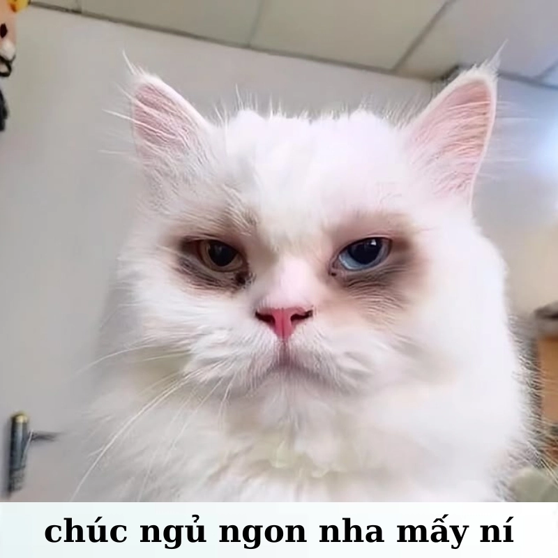 meme ngủ 15