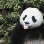 119+ Hình ảnh gấu trúc bựa khiến bạn cười nghiêng ngả không ngừng