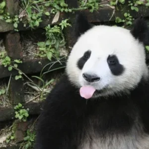 119+ Hình ảnh gấu trúc bựa khiến bạn cười nghiêng ngả không ngừng
